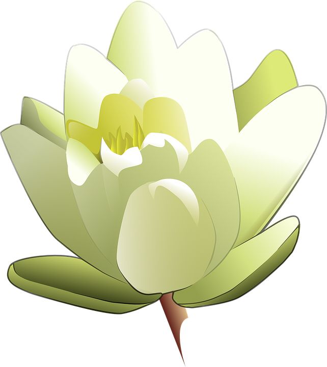 Lotus flower PNG    图片编号:69739