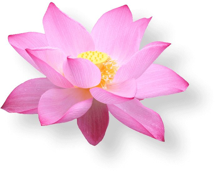Lotus flower PNG    图片编号:69742