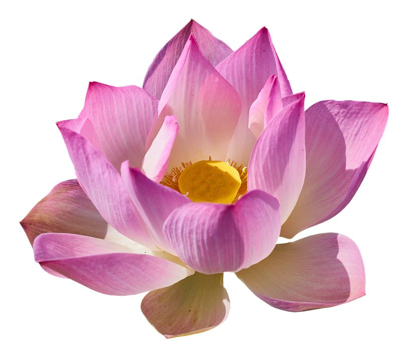 Lotus flower PNG    图片编号:69745