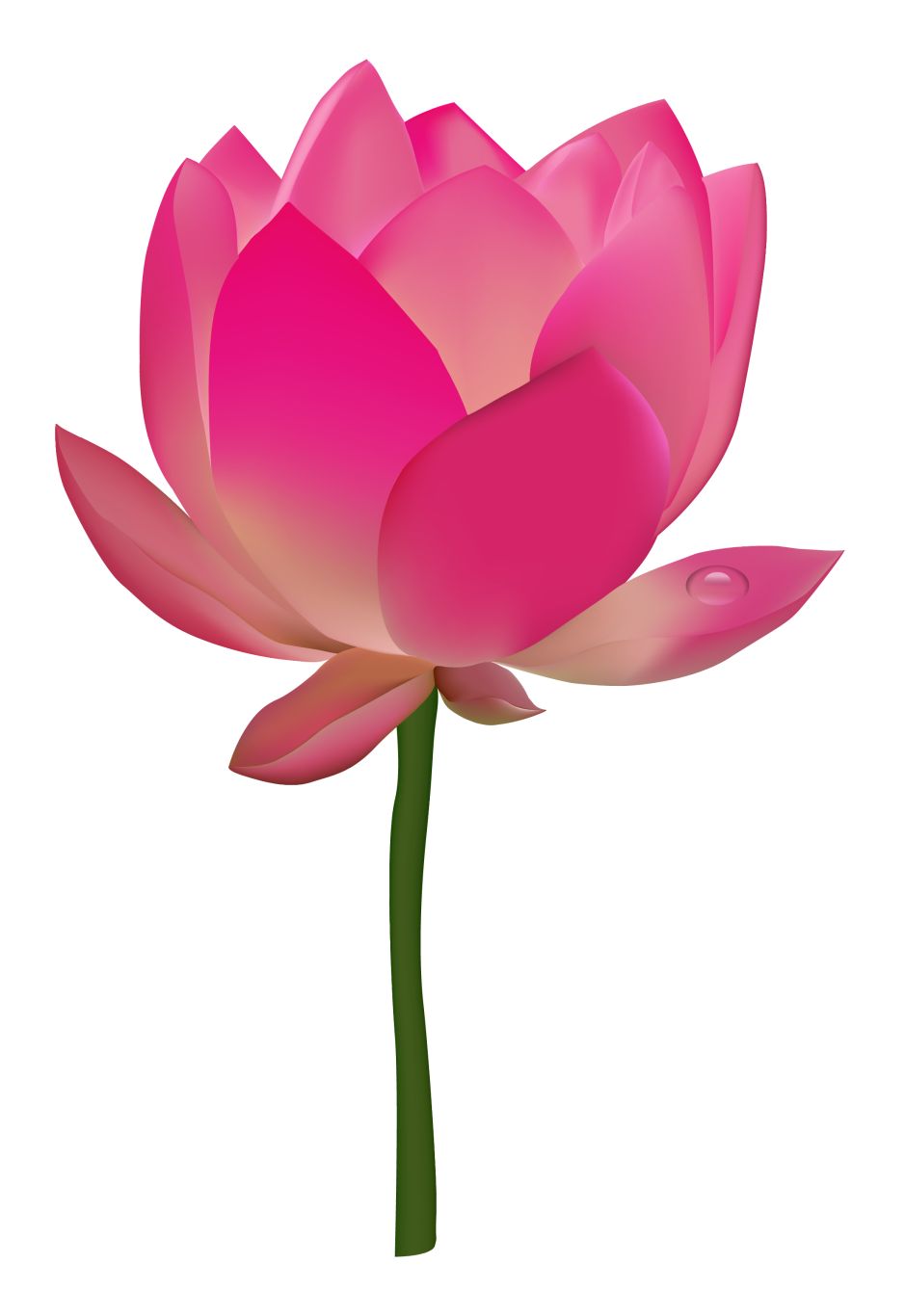 Lotus flower PNG    图片编号:69747