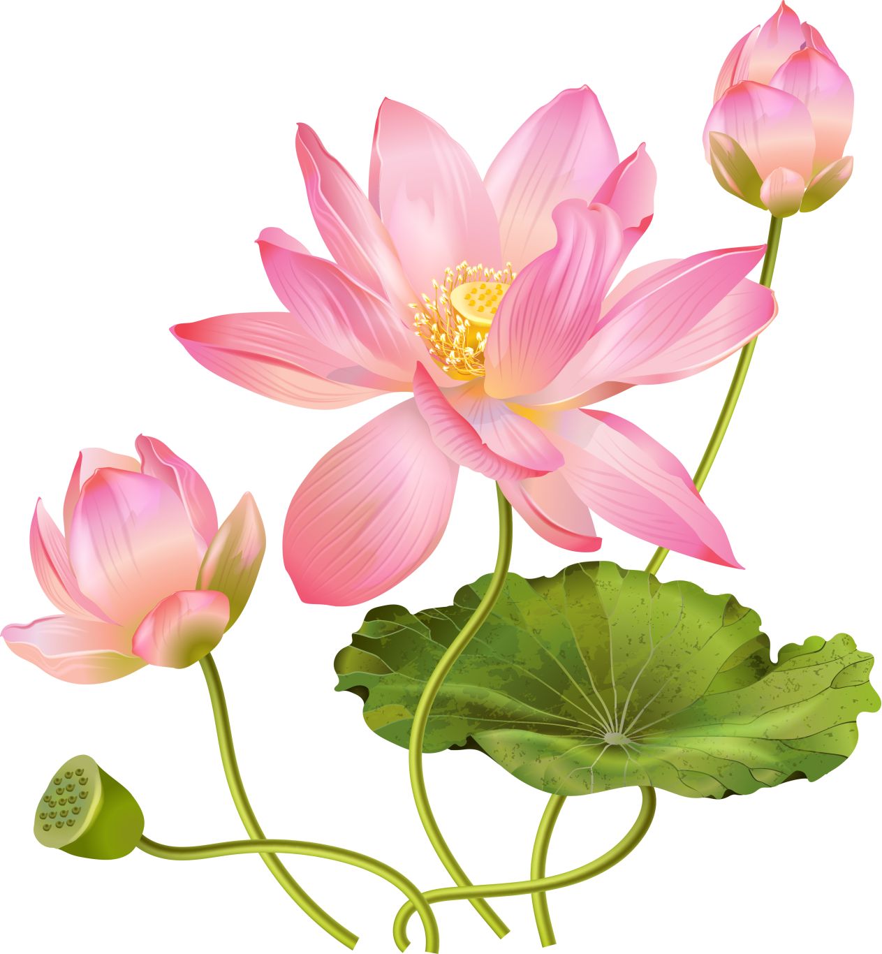 Lotus flower PNG    图片编号:69712