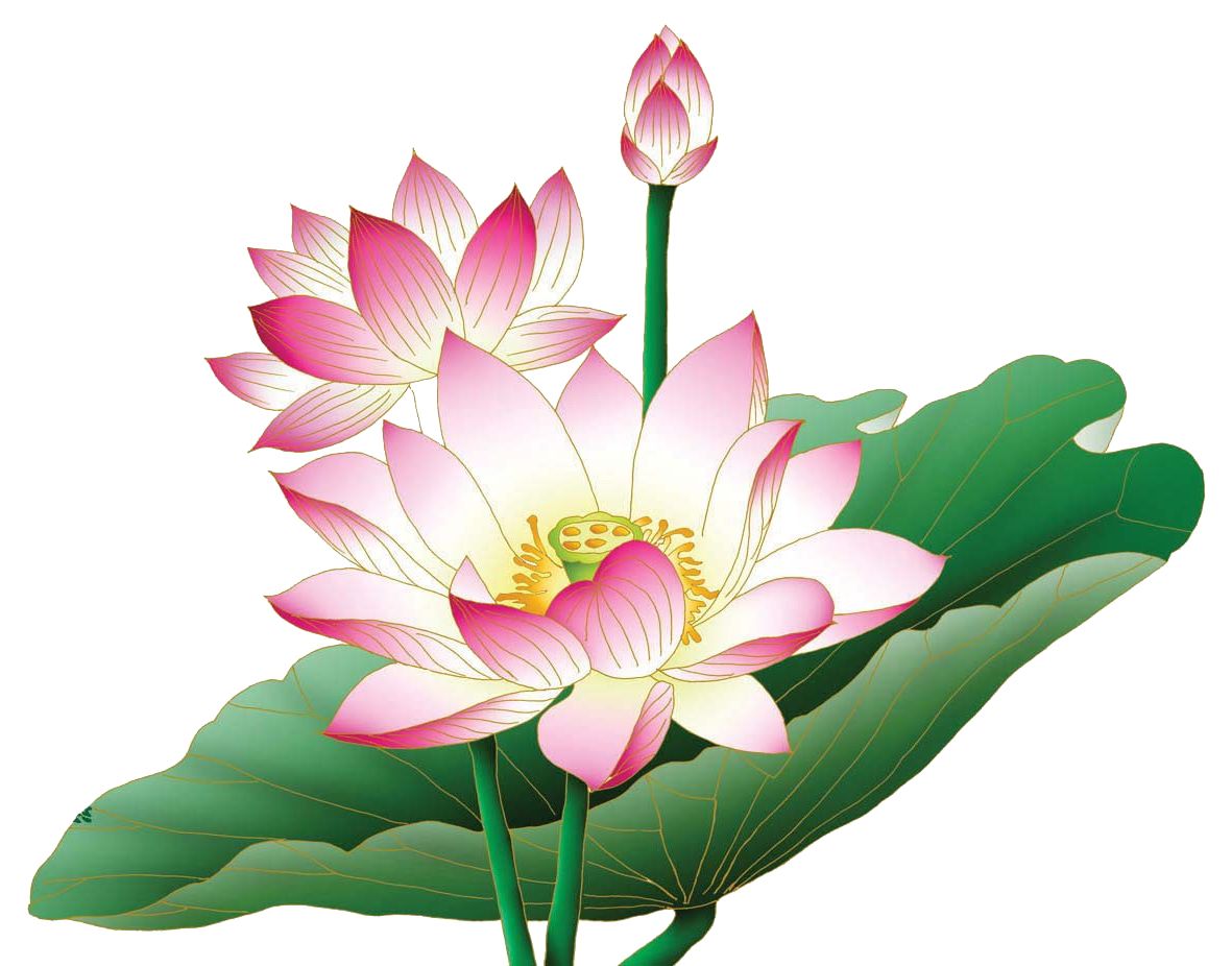 Lotus flower PNG    图片编号:69750
