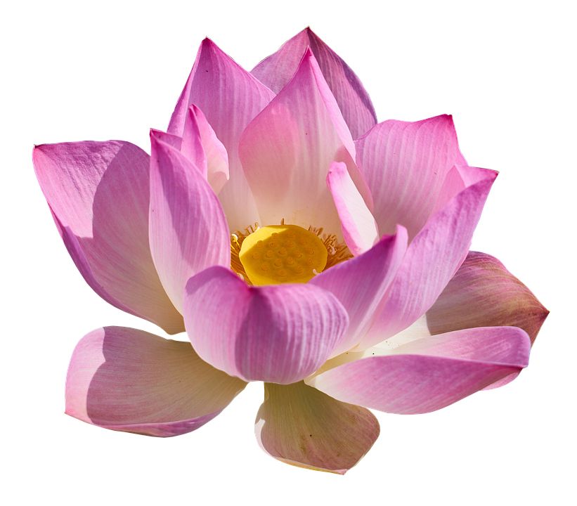 Lotus flower PNG    图片编号:69751