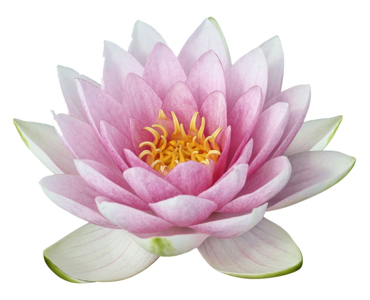 Lotus flower PNG    图片编号:69752
