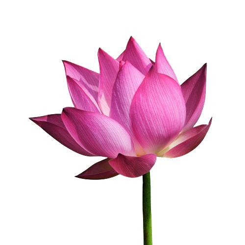 Lotus flower PNG    图片编号:69753