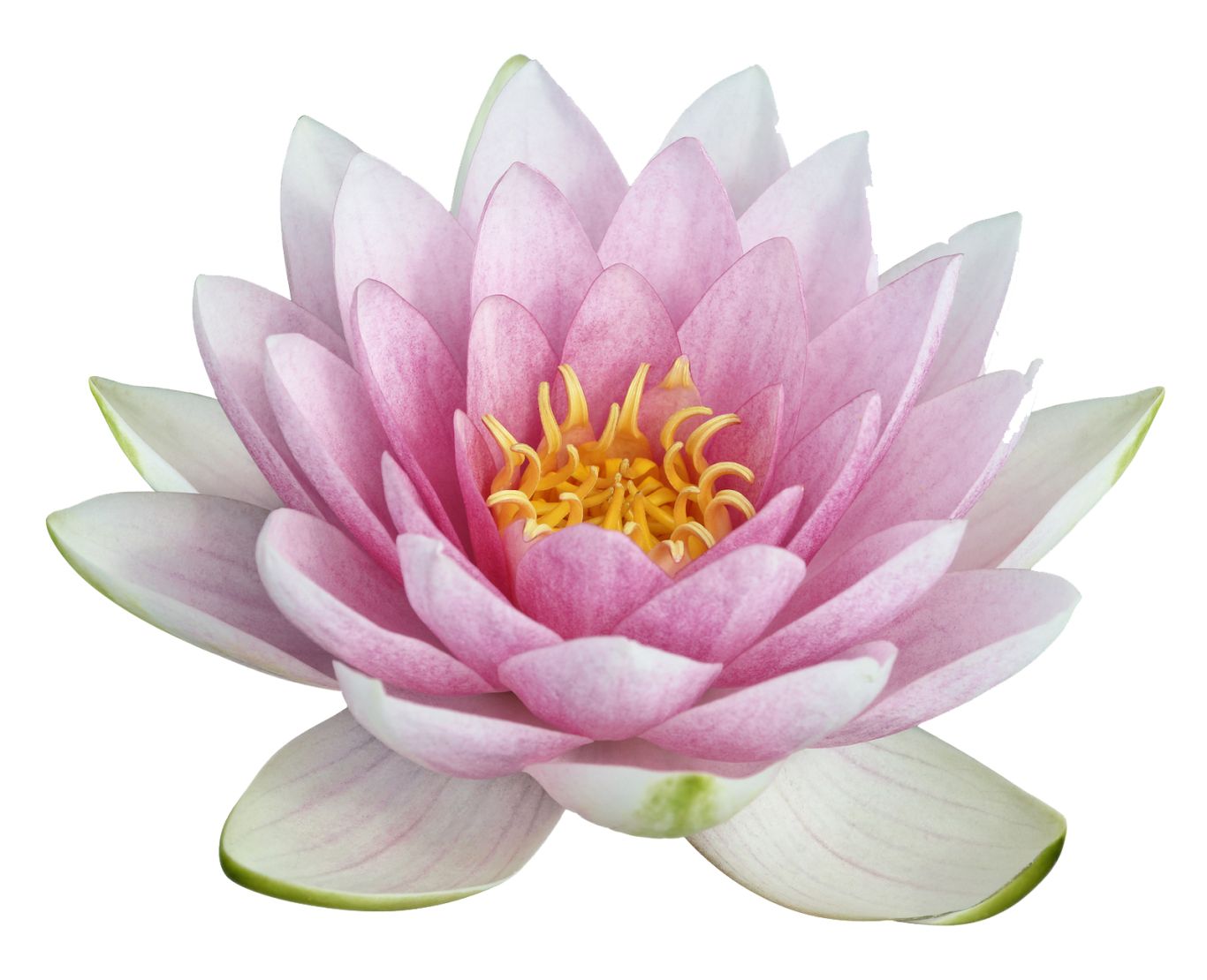 Lotus flower PNG    图片编号:69755