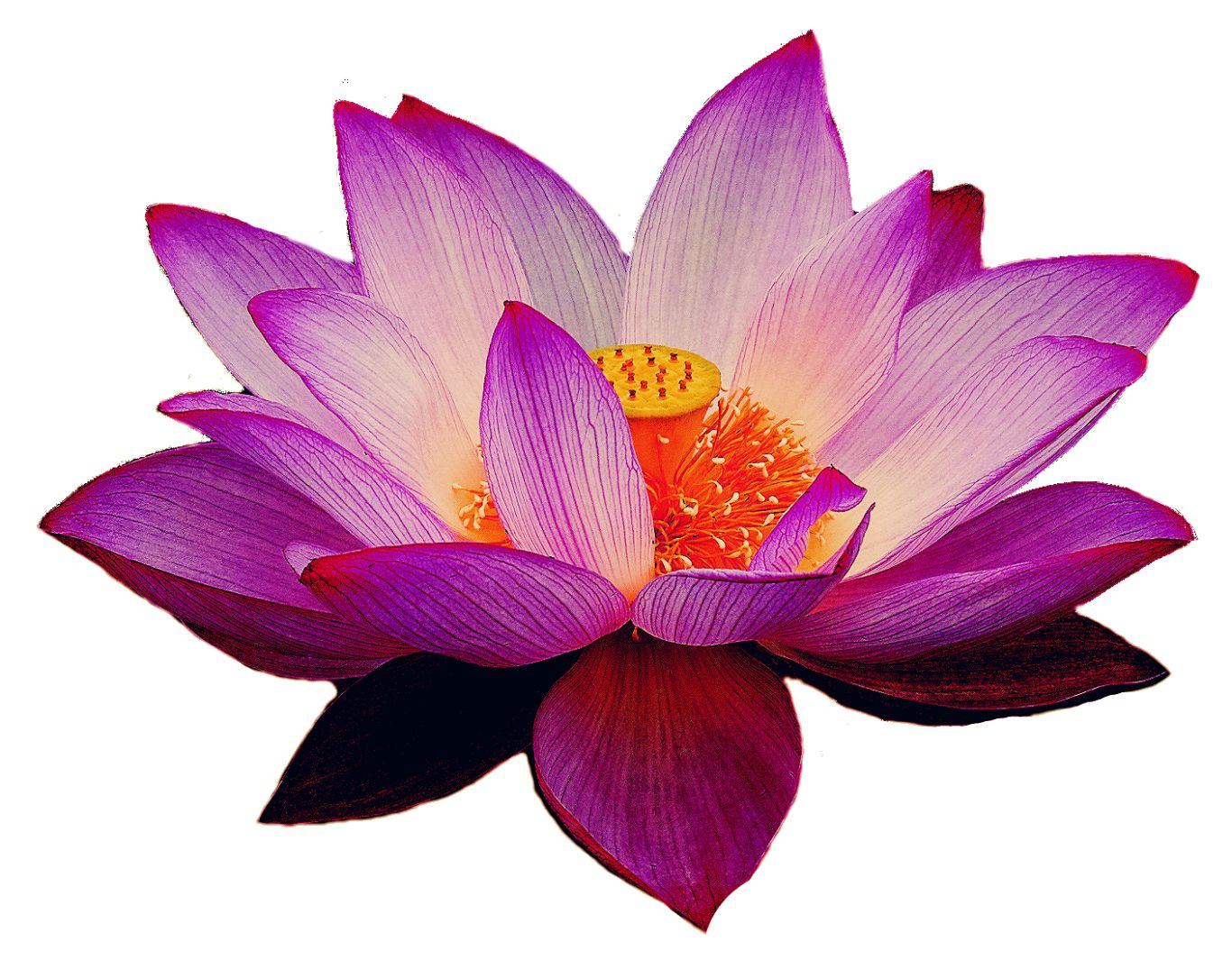 Lotus flower PNG    图片编号:69756