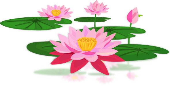 Lotus flower PNG    图片编号:69757