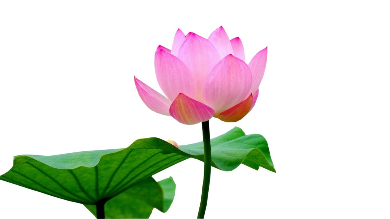 Lotus flower PNG    图片编号:69760