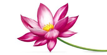 Lotus flower PNG    图片编号:69761