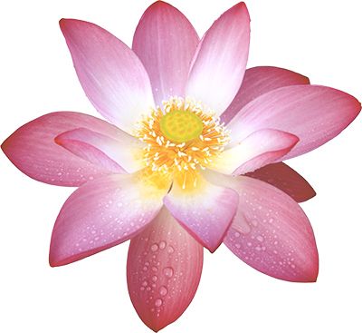 Lotus flower PNG    图片编号:69762