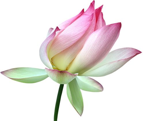 Lotus flower PNG    图片编号:69763