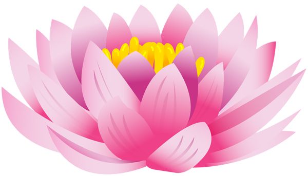 Lotus flower PNG    图片编号:69766