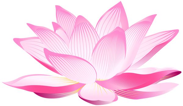 Lotus flower PNG    图片编号:69767