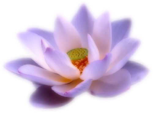 Lotus flower PNG    图片编号:69714