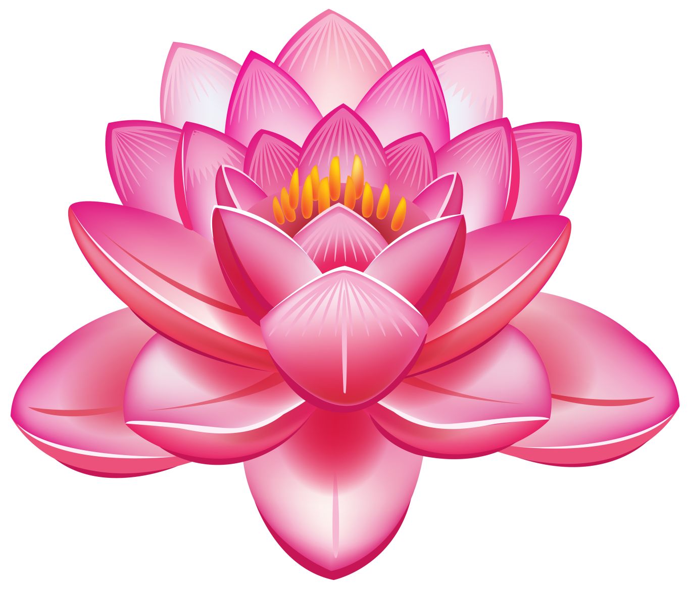 Lotus flower PNG    图片编号:69768