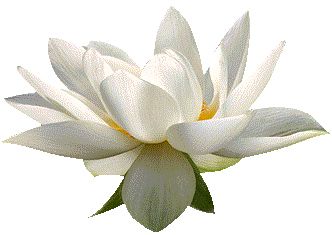 Lotus flower PNG    图片编号:69769