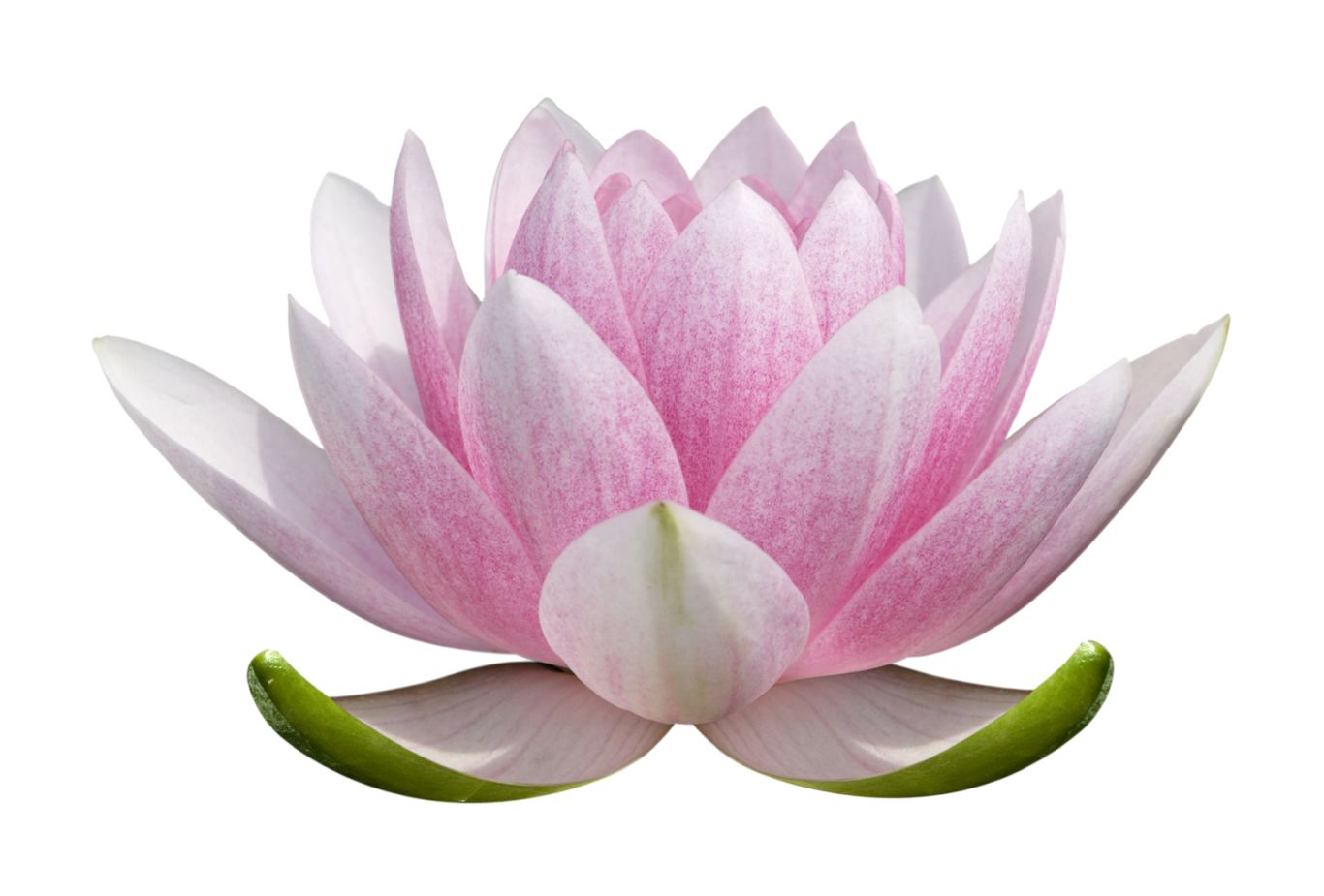 Lotus flower PNG    图片编号:69770