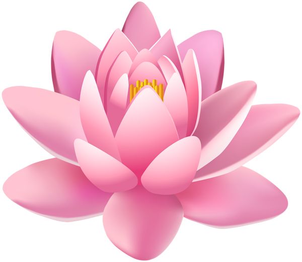 Lotus flower PNG    图片编号:69772