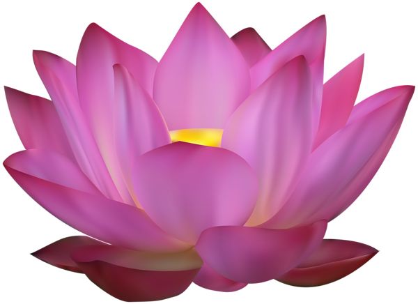 Lotus flower PNG    图片编号:69773
