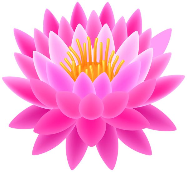 Lotus flower PNG    图片编号:69774