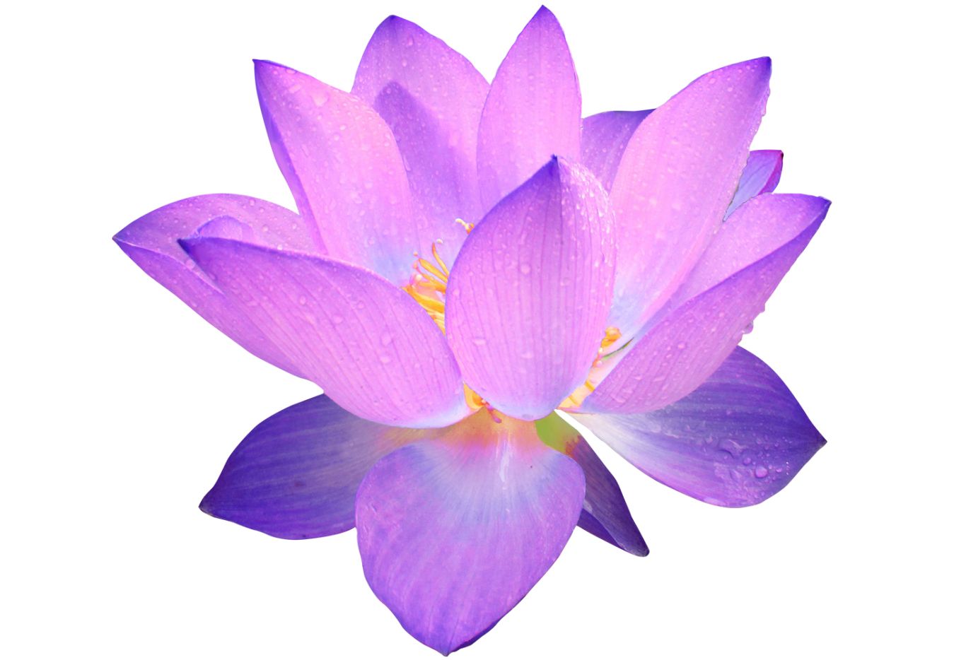 Lotus flower PNG    图片编号:69775