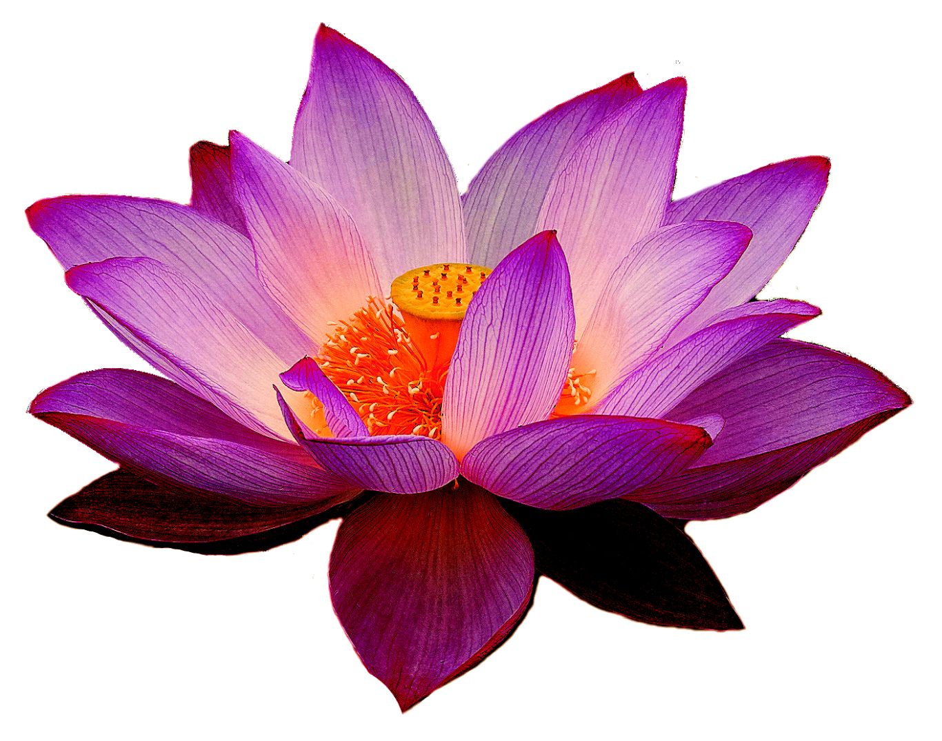Lotus flower PNG    图片编号:69776