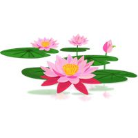 Lotus flower PNG    图片编号:69715