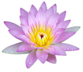 Lotus flower PNG    图片编号:69778