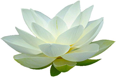 Lotus flower PNG    图片编号:69781