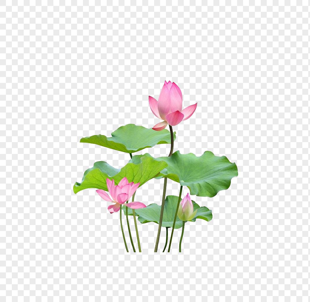 Lotus flower PNG    图片编号:69717