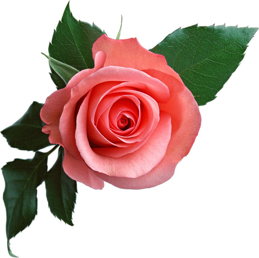 Pink rose png image, free picture download    图片编号:637