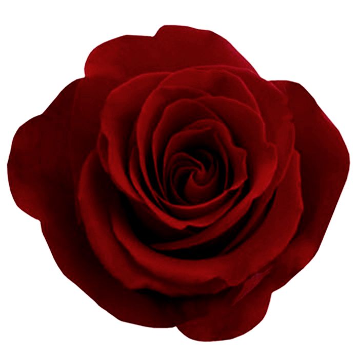 Red rose png image, free picture download    图片编号:638