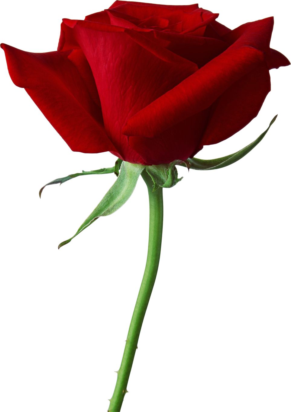 Rose png image, free picture download    图片编号:639