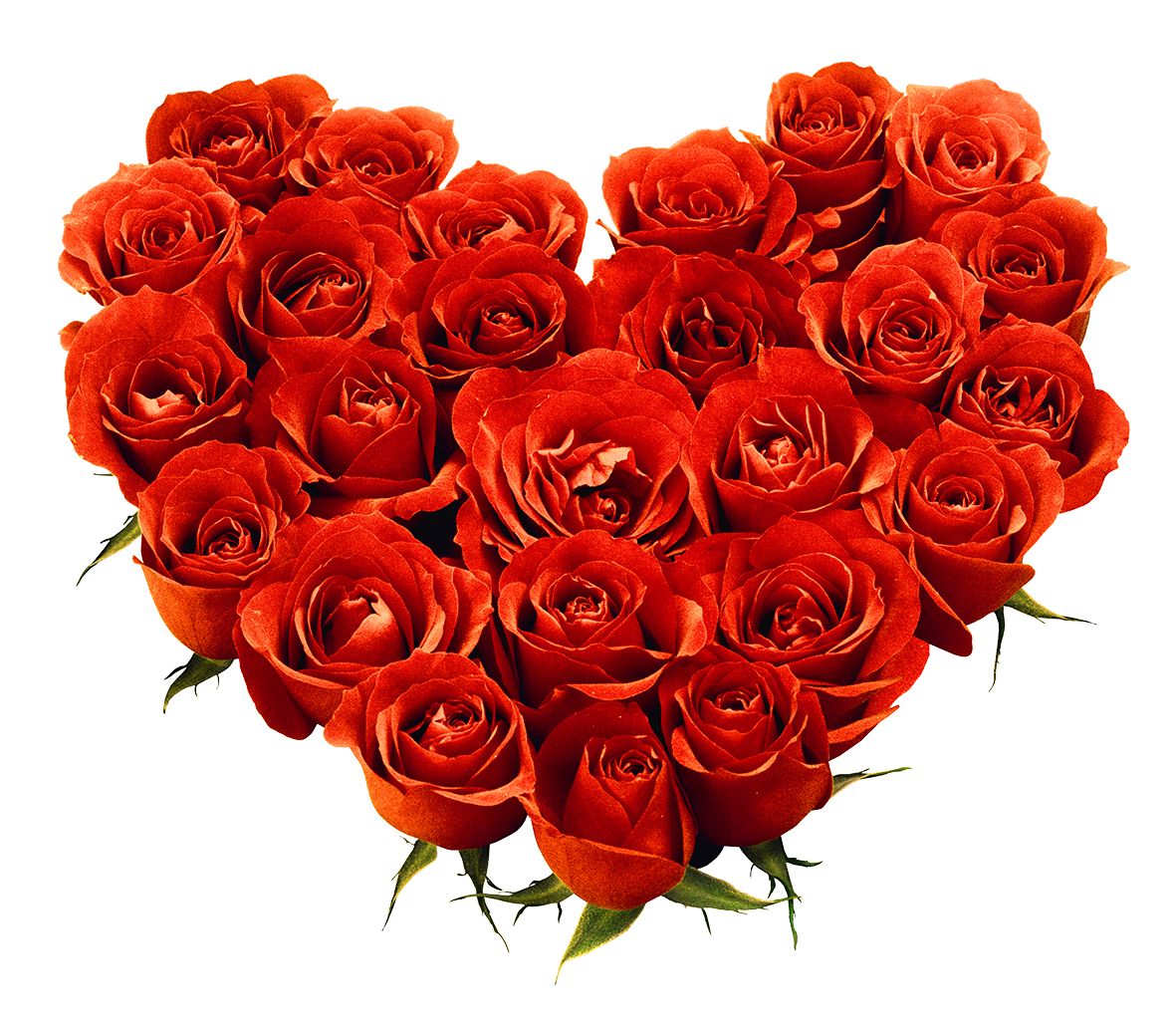 Bouquet of roses PNG image, free picture download    图片编号:642