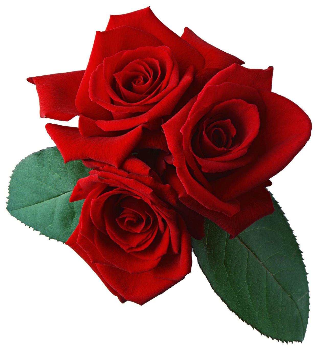 Rose png image, free picture download    图片编号:644