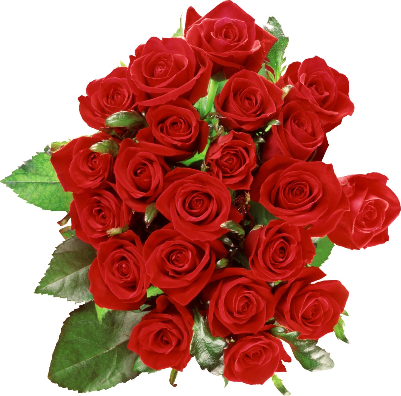 Bouquet of roses PNG image, free picture download    图片编号:646