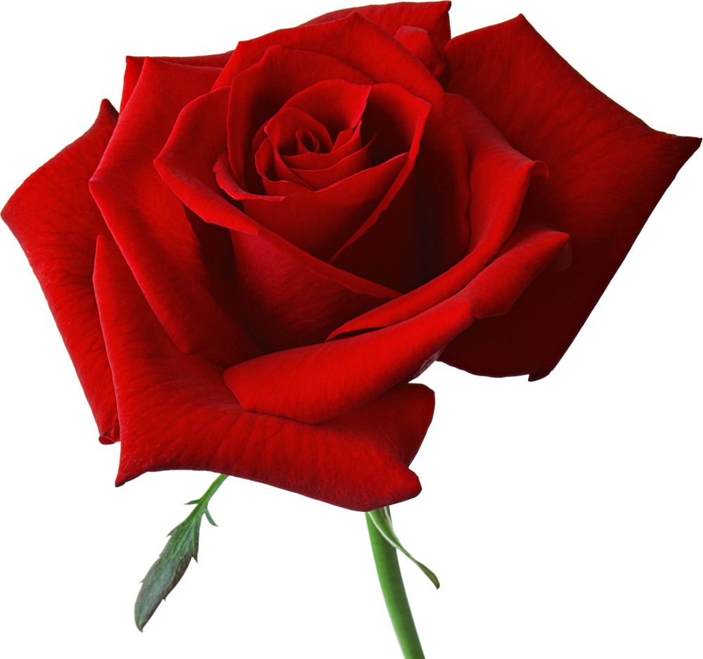 Red rose png image, free picture download    图片编号:651
