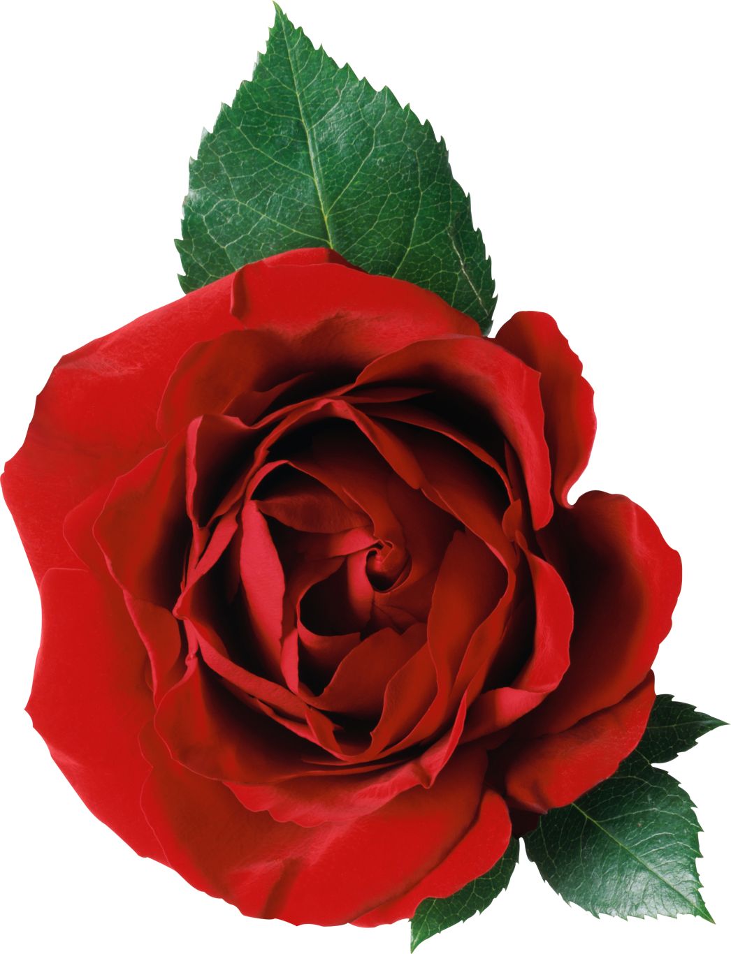 Rose png image, free picture download    图片编号:652
