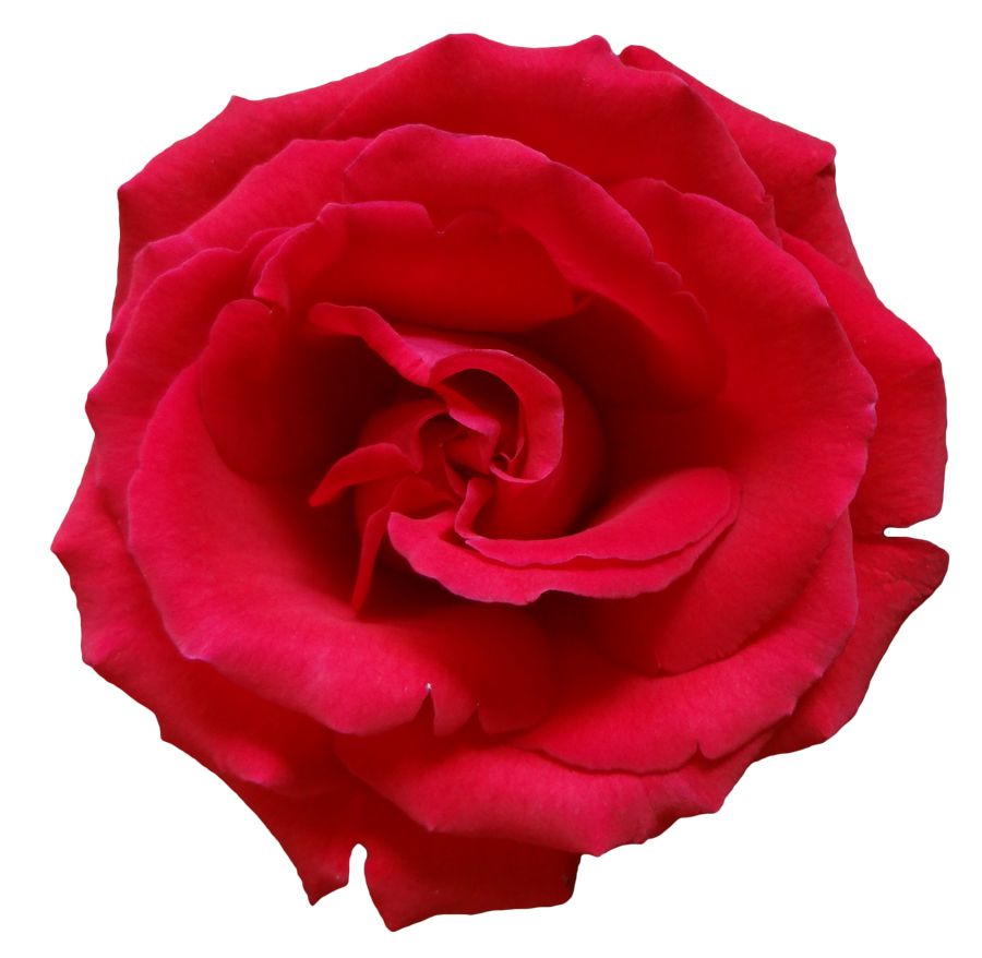 Rose png image, free picture download    图片编号:654