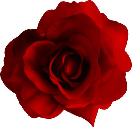 Red rose png image, free picture download    图片编号:655