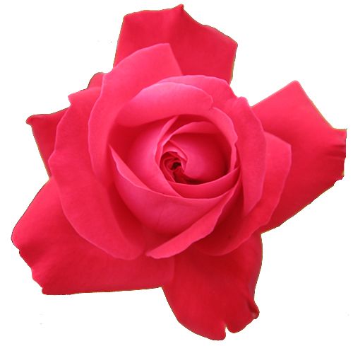 Rose png image, free picture download    图片编号:656