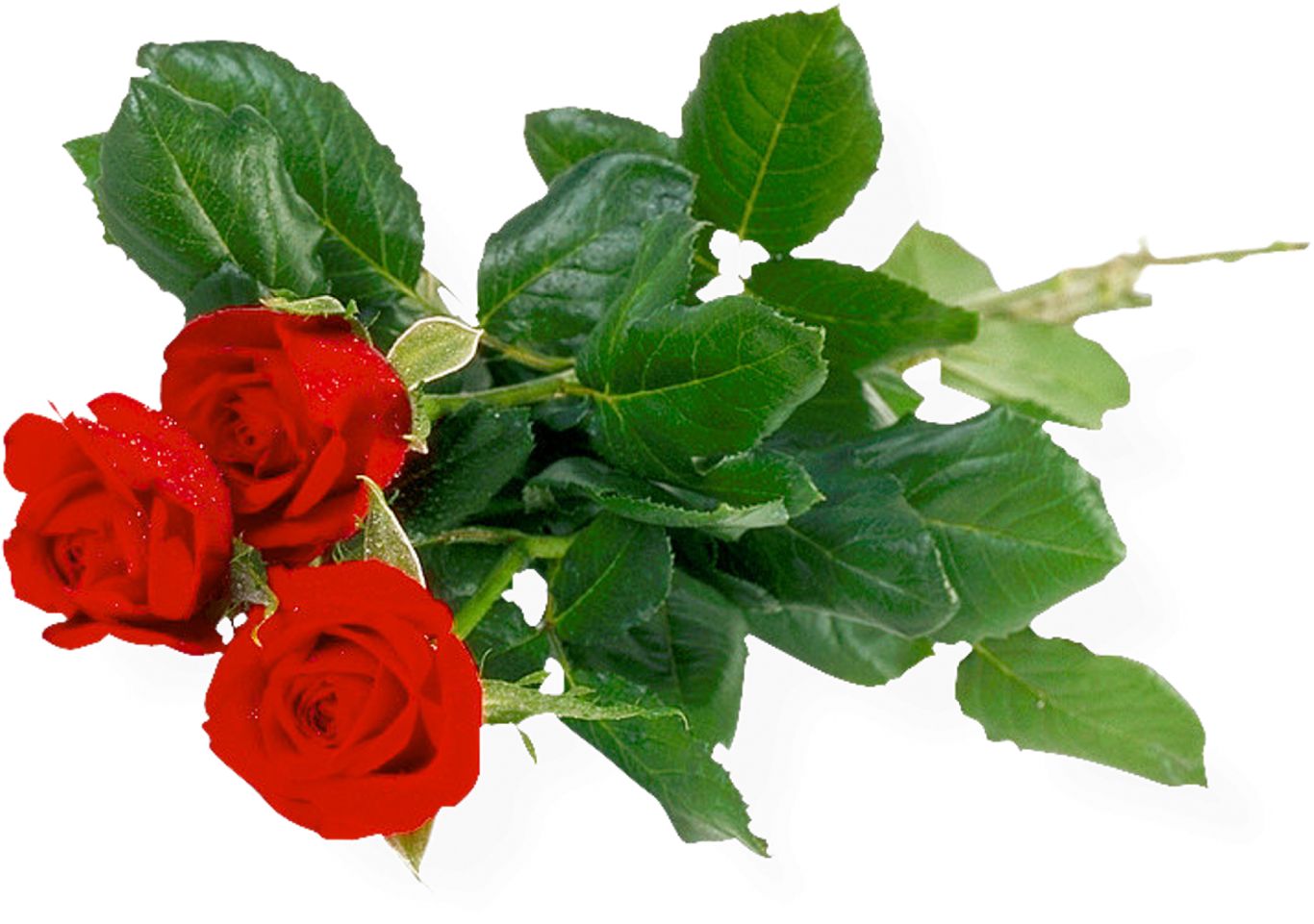 Bouquet of roses PNG image, free picture download    图片编号:657
