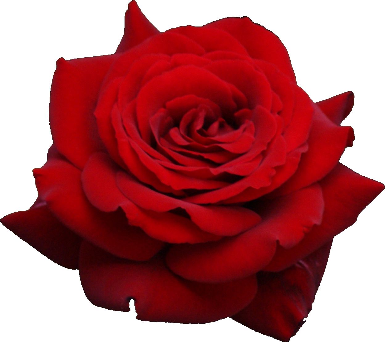 Red rose png image, free picture download    图片编号:658