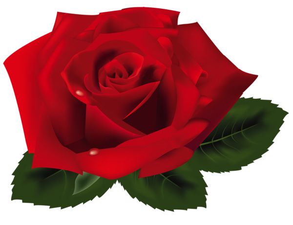 Rose PNG    图片编号:66713