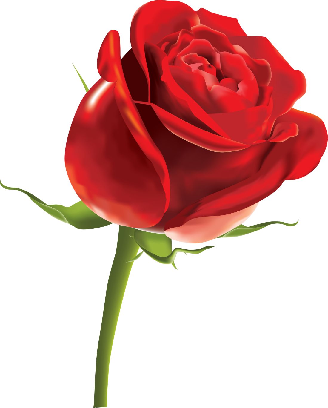 Rose PNG    图片编号:66782