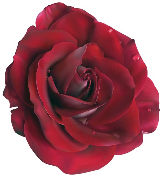 Rose PNG    图片编号:66850