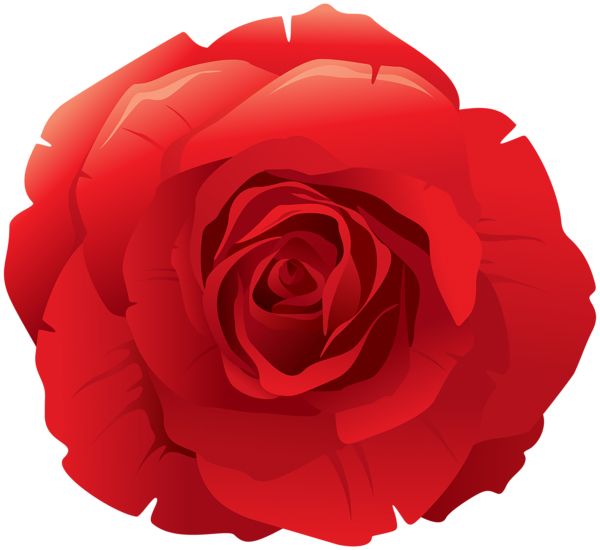 Rose PNG    图片编号:66870