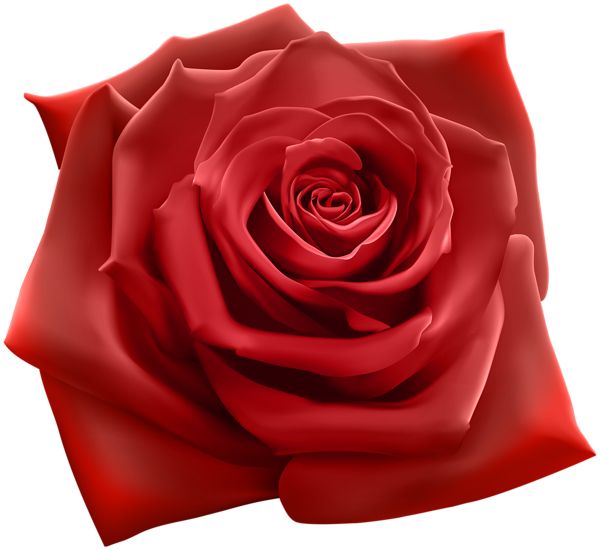 Rose PNG    图片编号:66890