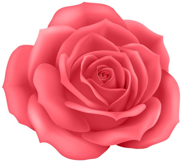 Rose PNG    图片编号:66959